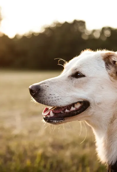 White dog siting in a green field, smiling, while the sun set's on him or her. 