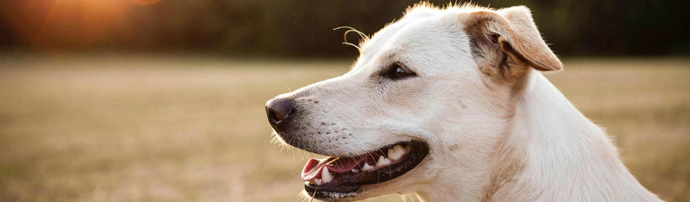 White dog siting in a green field, smiling, while the sun set's on him or her. 