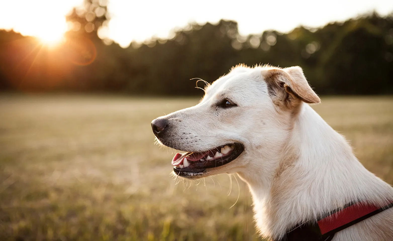 White dog siting in a green field, smiling, while the sun set's on him or her. White dog siting in a green field, smiling, while the sun set's on him or her.