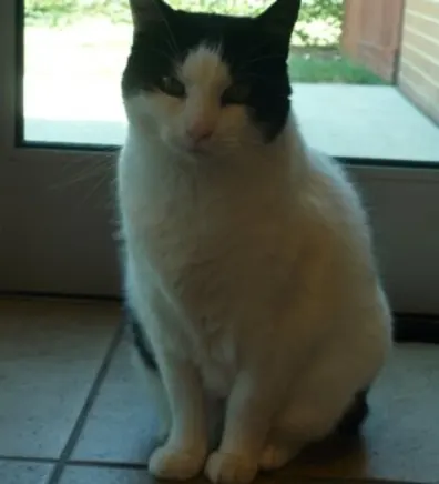 Toby at Small Animal Hospital Toby at Small Animal Hospital