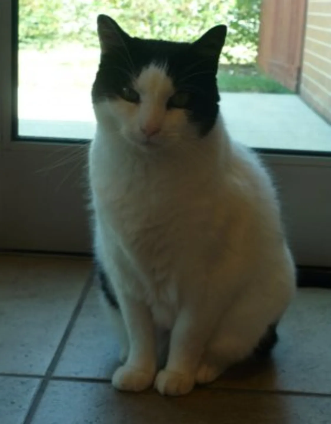 Toby at Small Animal Hospital Toby at Small Animal Hospital