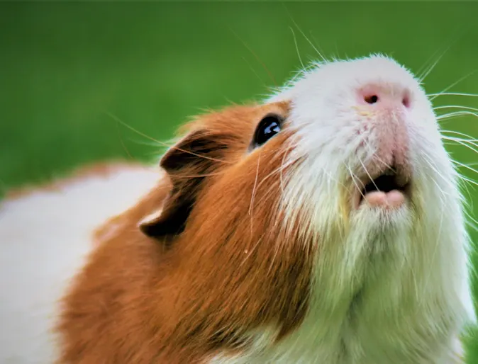 Guinea pig sitting in grass Guinea pig sitting in grass
