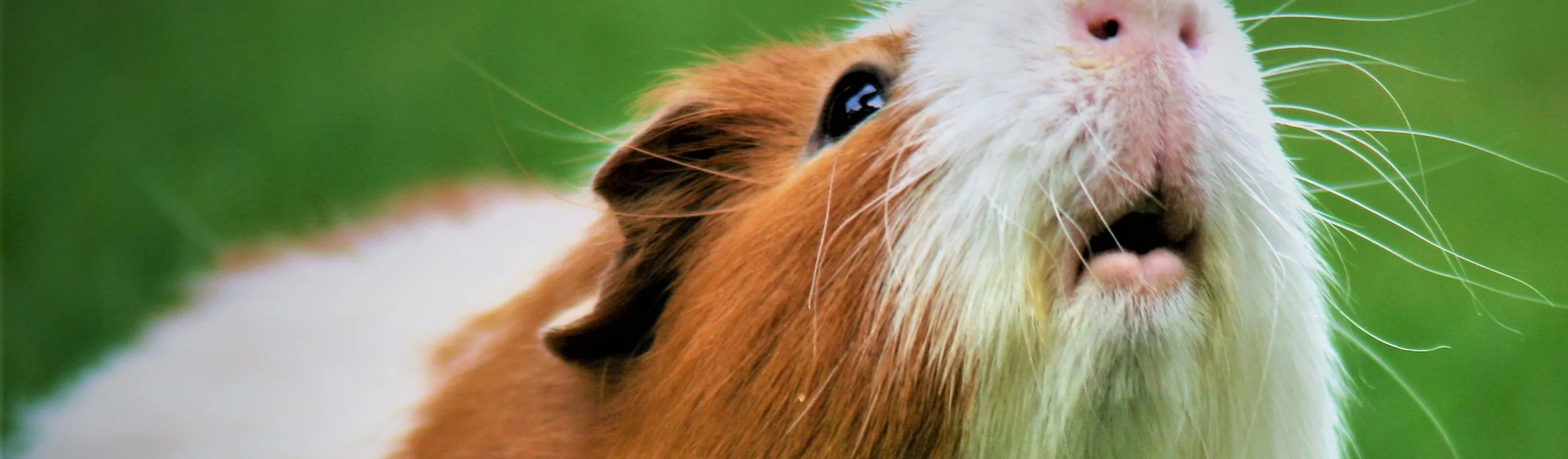 Guinea pig sitting in grass Guinea pig sitting in grass