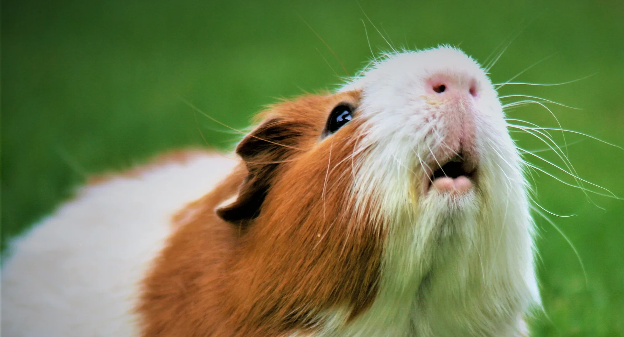 Guinea pig sitting in grass Guinea pig sitting in grass