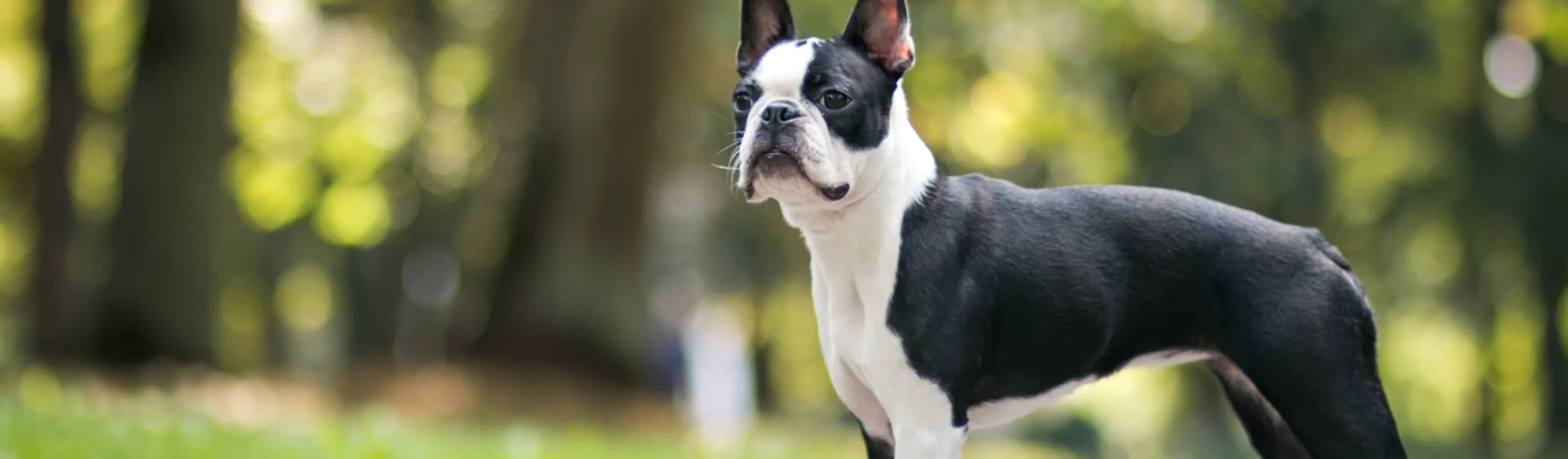 Black and white dog standing in greenery Black and white dog standing in greenery