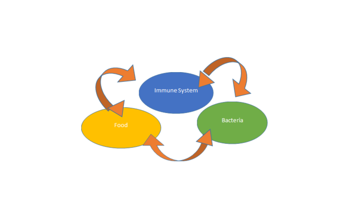 Inflammatory Bowel Disease chart at Nashville Veterinary Specialists