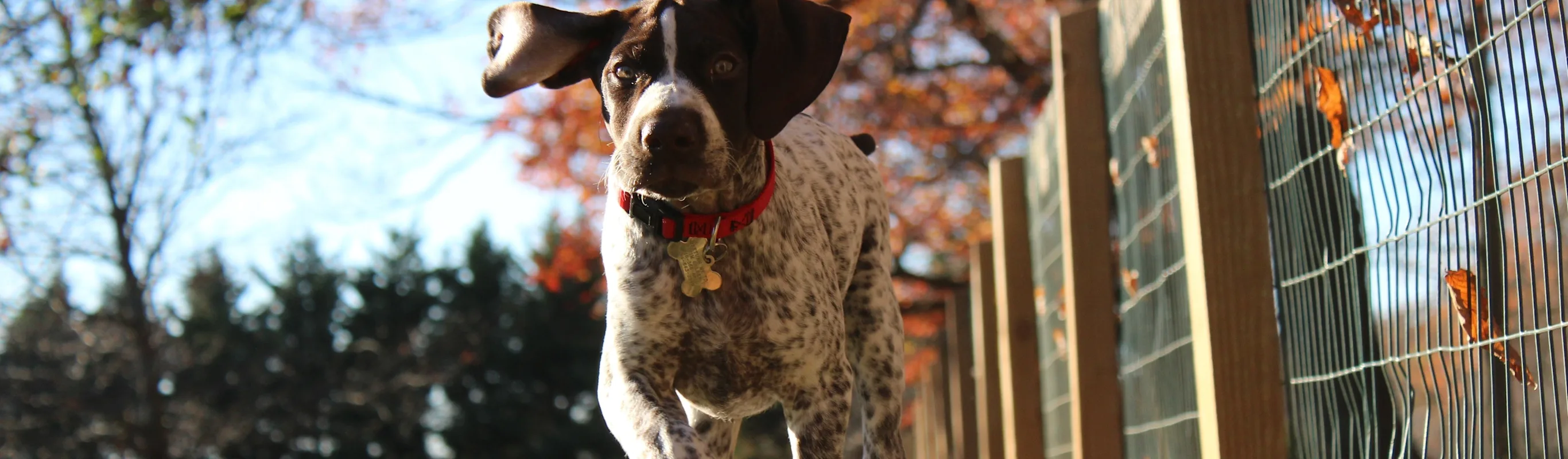 Dog running in fall leaves