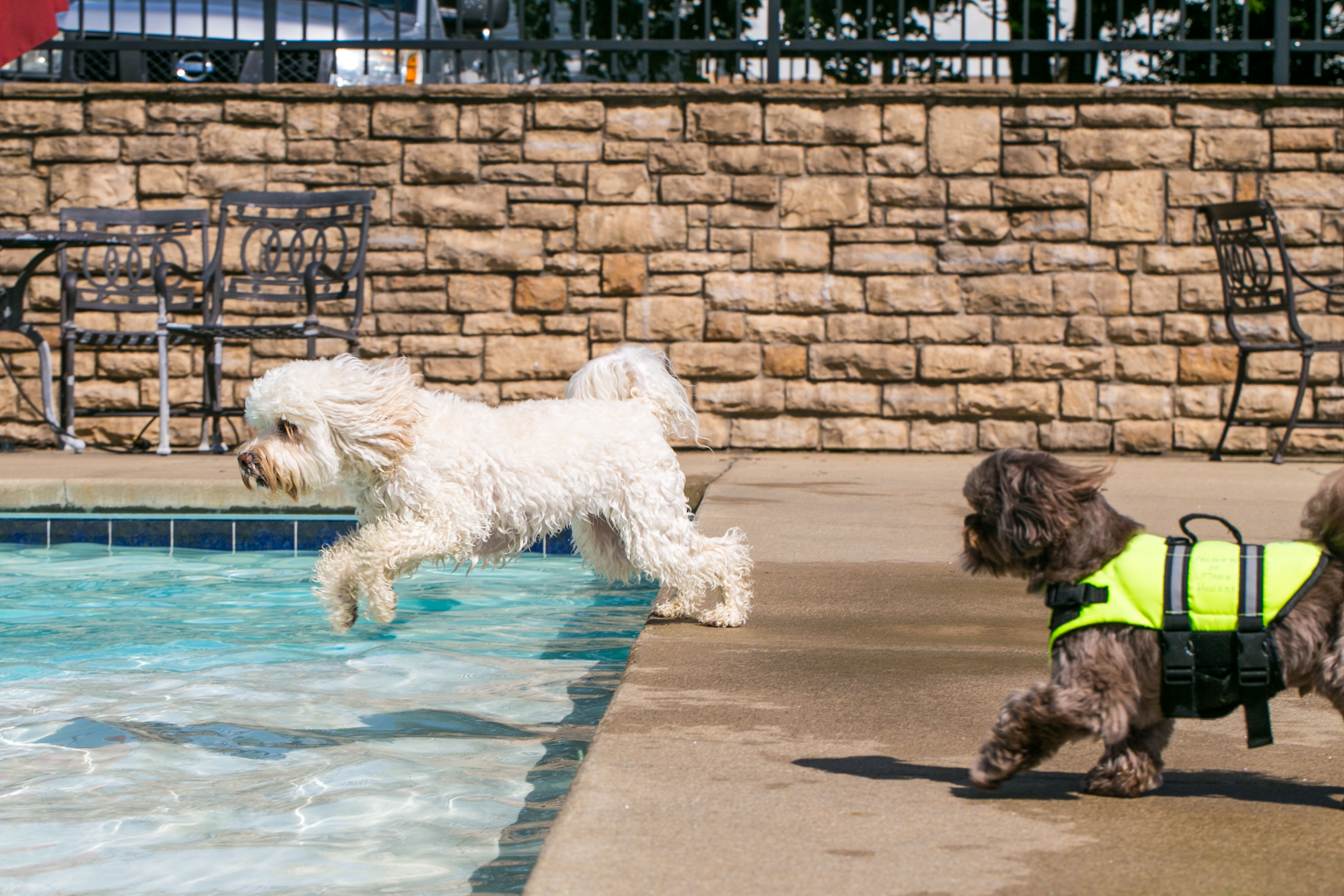 Uptown Hounds Pool Area.  A picture of two dogs about to jump in the pool and one is wearing a life jacket. 