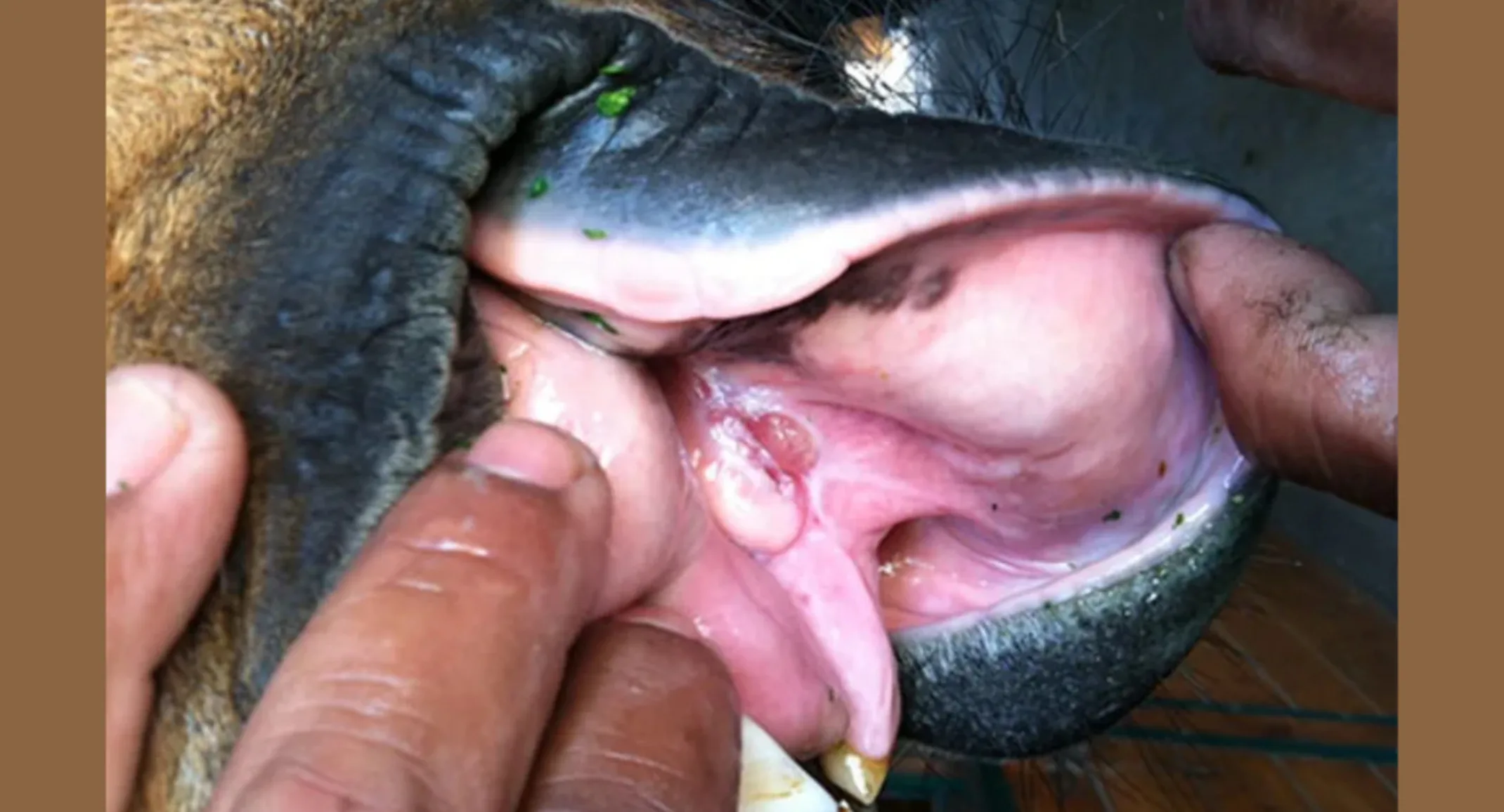 Jaw Fracture of a Horse Jaw Fracture of a Horse