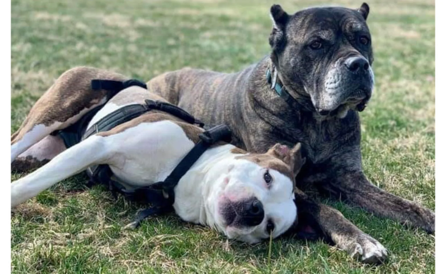 Two dogs, Harley and Bella, laying next to each other