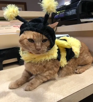 CUEBALL, an orange tabby cat wearing a bee costume