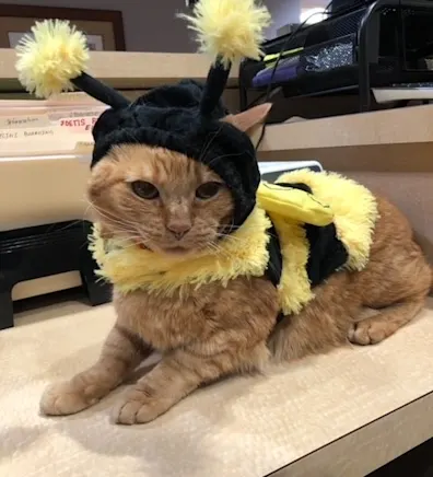 CUEBALL, an orange tabby cat wearing a bee costume CUEBALL, an orange tabby cat wearing a bee costume