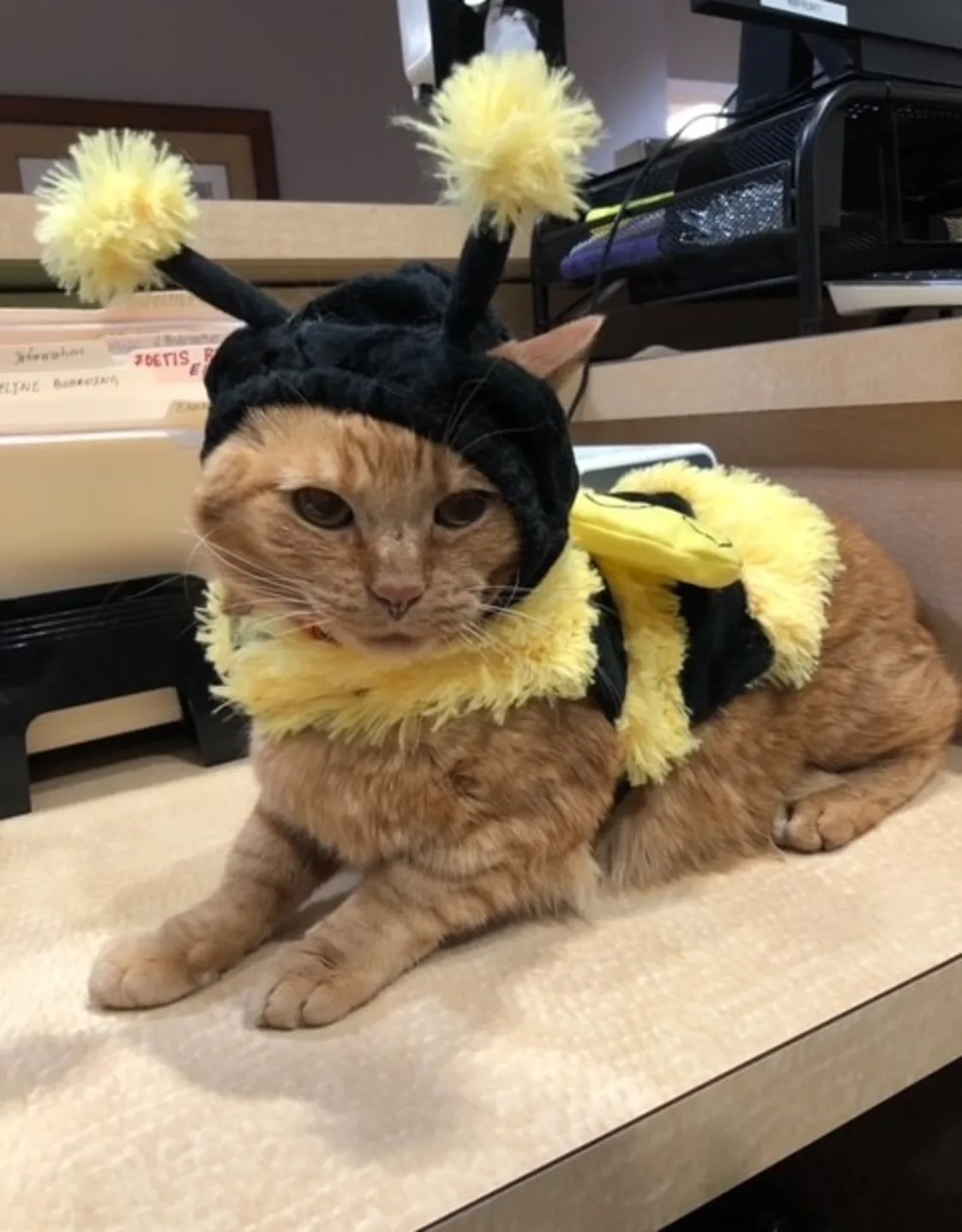 CUEBALL, an orange tabby cat wearing a bee costume CUEBALL, an orange tabby cat wearing a bee costume