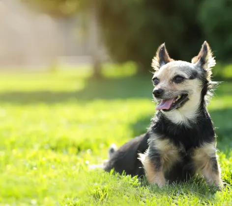 dog laying in the grass smiling 