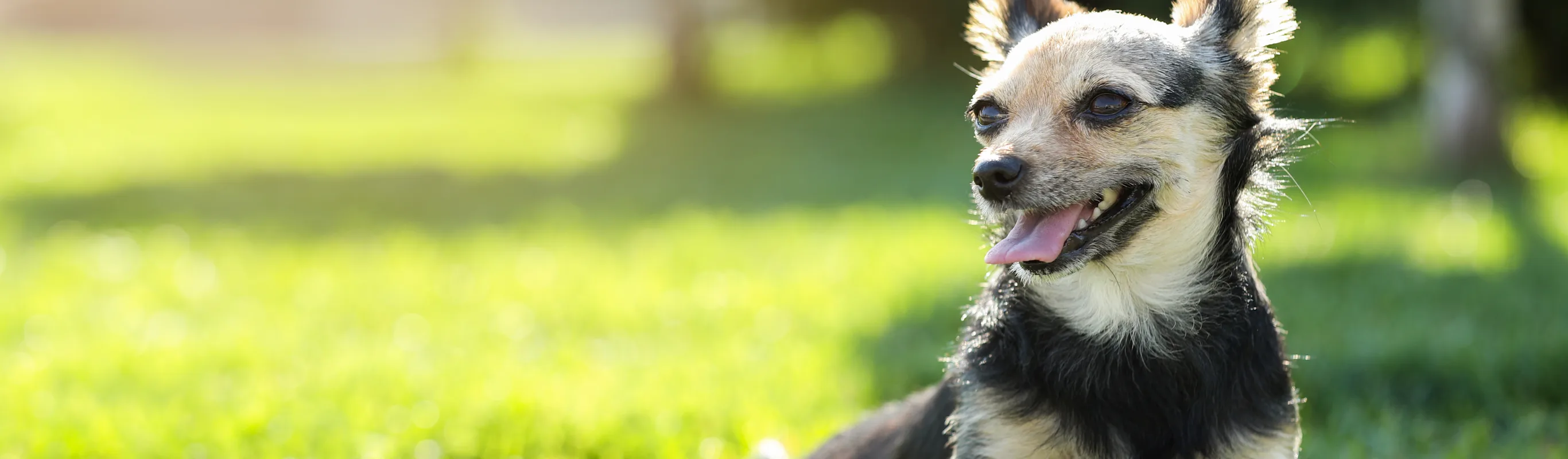 dog laying in the grass smiling 