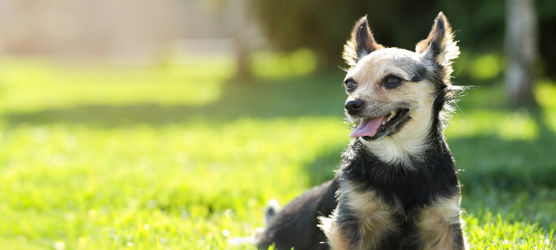 dog laying in the grass smiling dog laying in the grass smiling