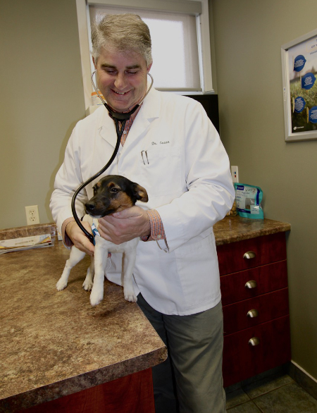 Doctor in white coat using stethoscope on puppy
