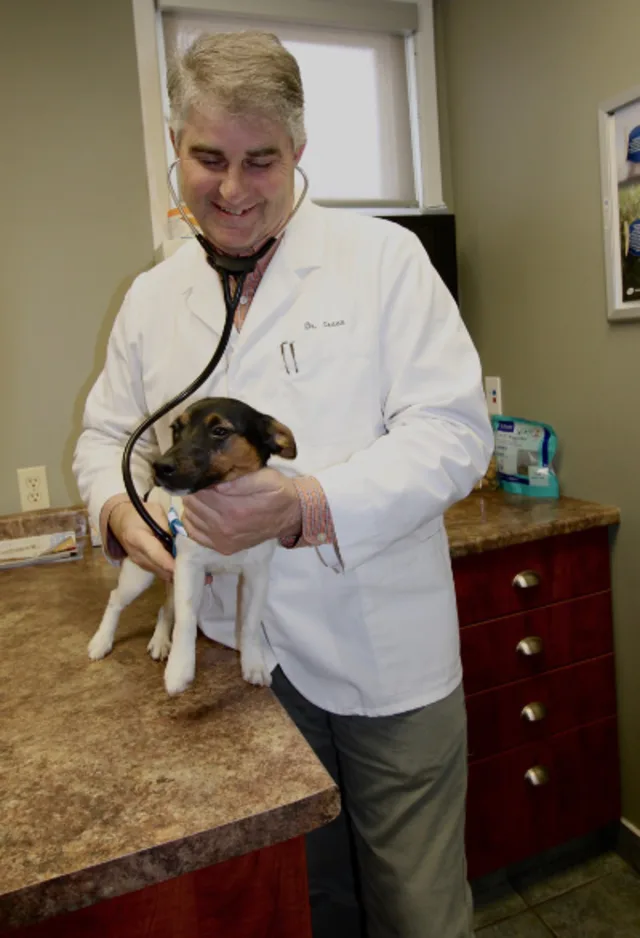 Doctor in white coat using stethoscope on puppy Doctor in white coat using stethoscope on puppy