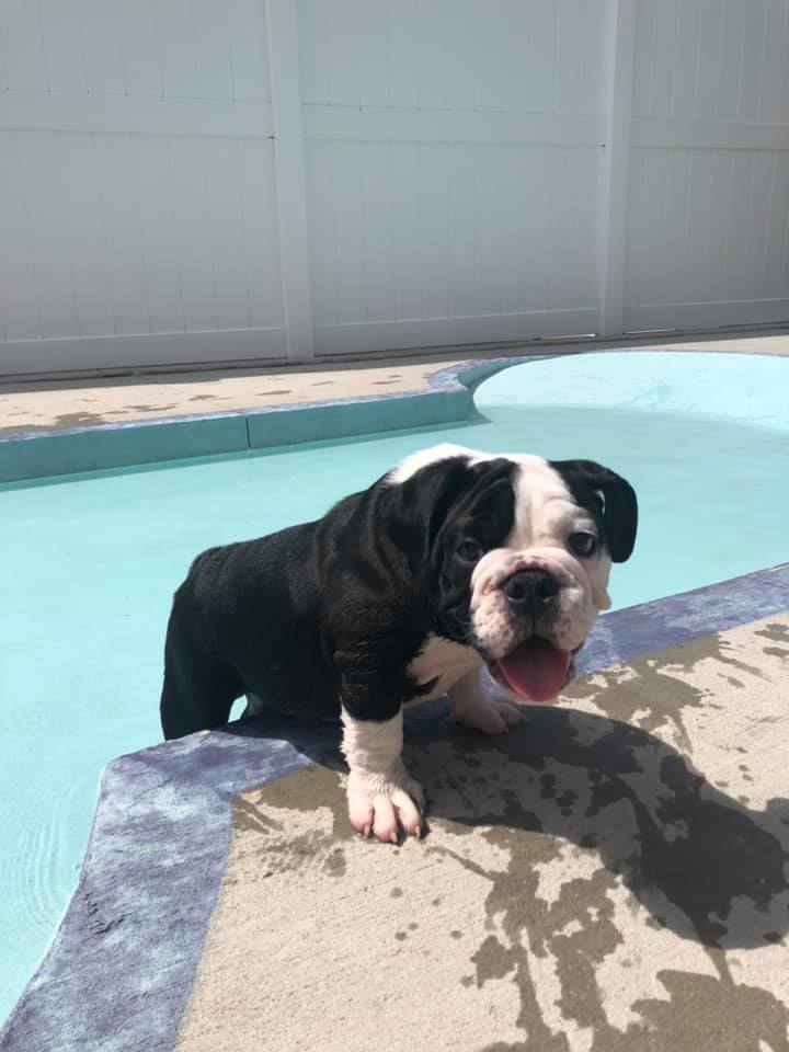 Dog next to pool