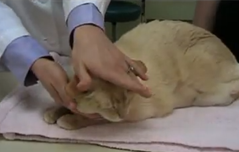 How to Give a Cat a Pill