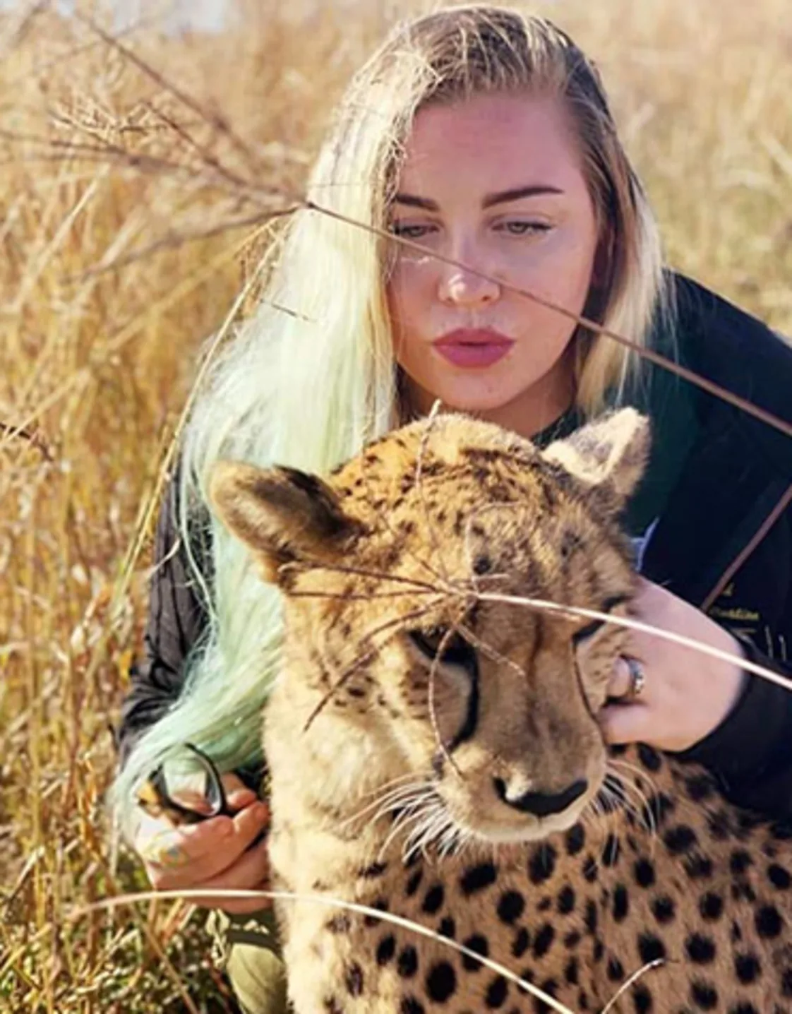 Savannah next to a cheetah Savannah next to a cheetah