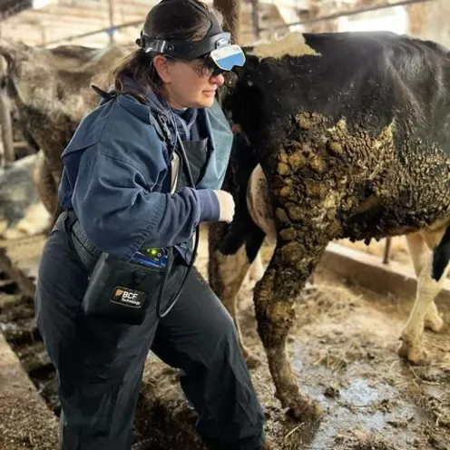 Staff assisting cow