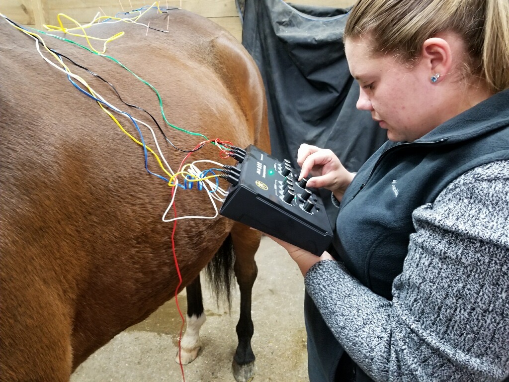 Dr. Steneck performing acupuncture on a horse