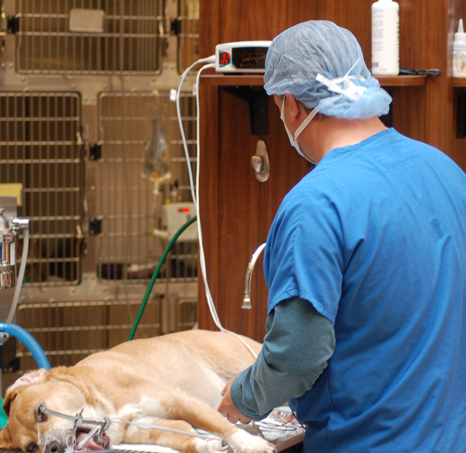 Dentistry image from College Park Animal Hospital 