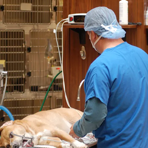 Dentistry image from College Park Animal Hospital Dentistry image from College Park Animal Hospital