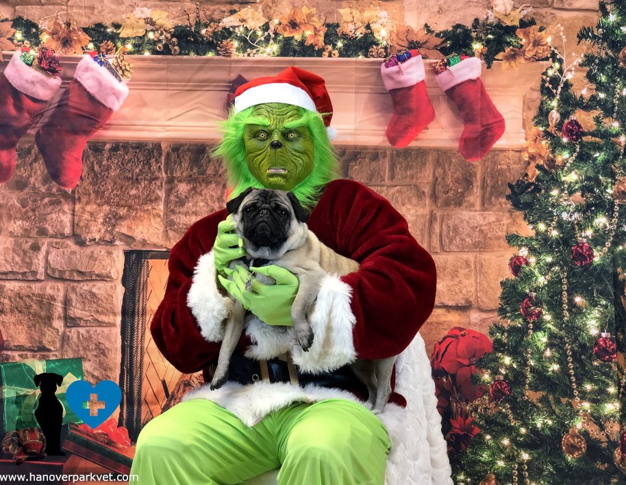 Oneil with the Grinch at Hanover Park Animal Care Center