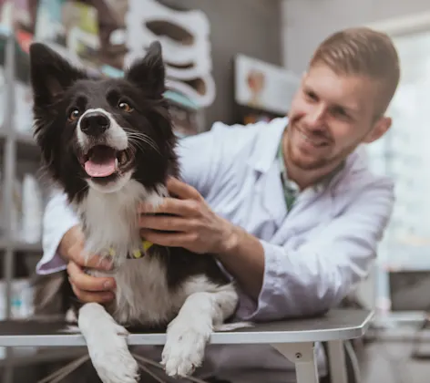 Happy Dog laying on top of a clinic table with a veterinarian