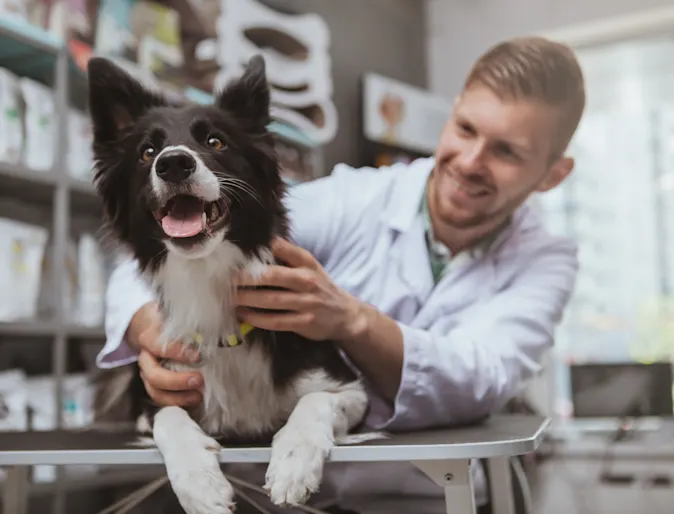 Happy Dog laying on top of a clinic table with a veterinarian Happy Dog laying on top of a clinic table with a veterinarian
