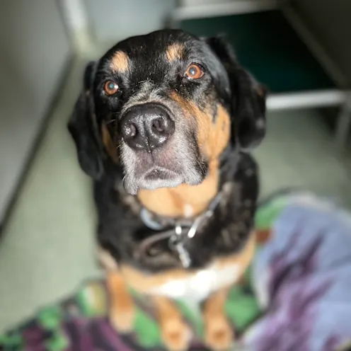 Black dog in kennel Black dog in kennel