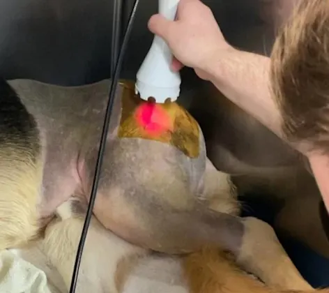 Laser Therapy at AMC of Hattiesburg. Laser Therapy at AMC of Hattiesburg.