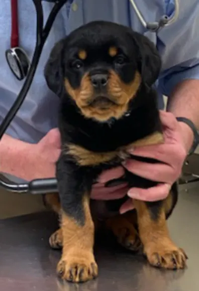 Brown and black baby Rottweiler getting checked with a stethoscope