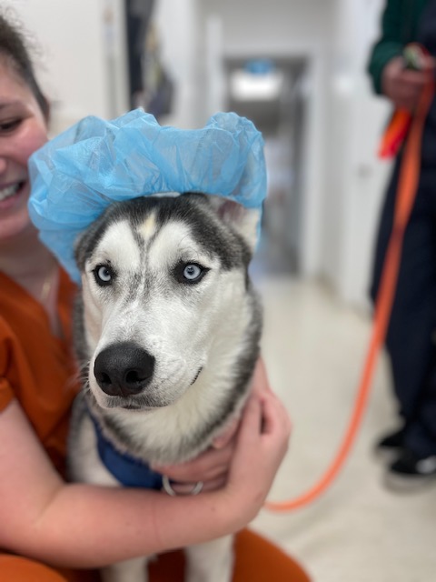 Our Patient (Dog) wearing a Shower Cap