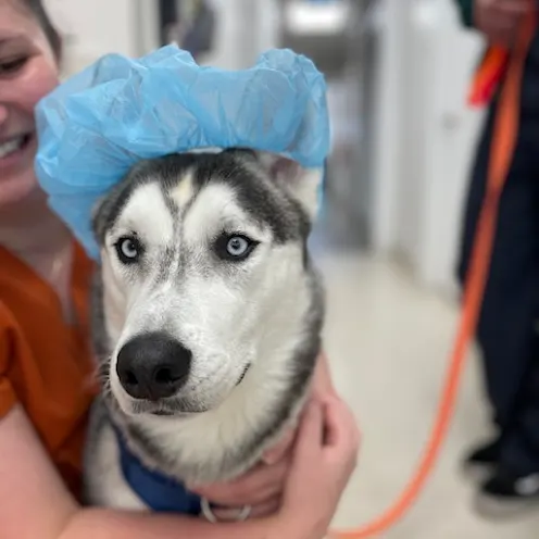 Our Patient (Dog) wearing a Shower Cap Our Patient (Dog) wearing a Shower Cap