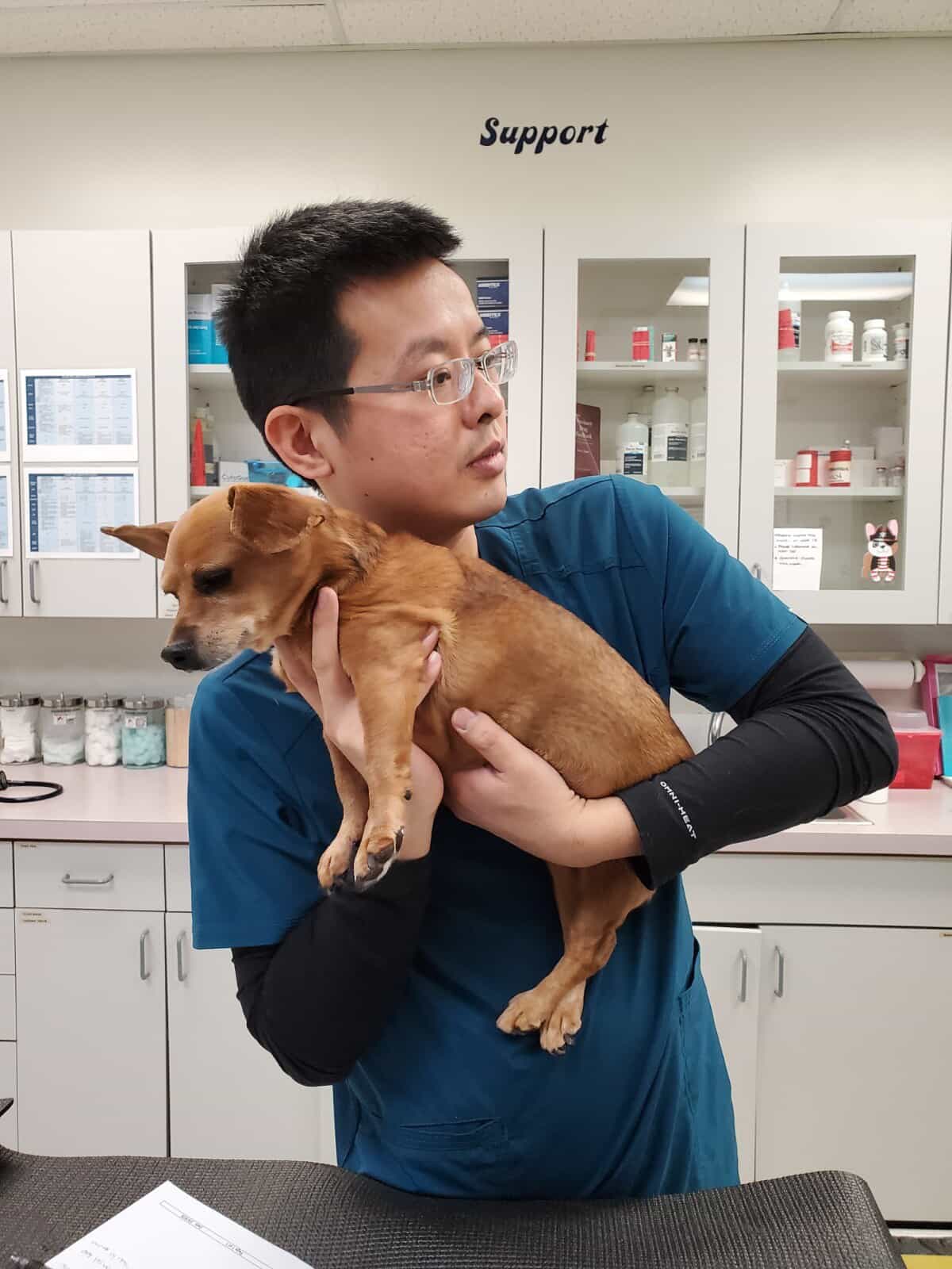 Veterinarian holding a dog