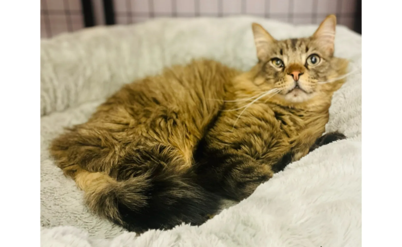 Wisco (Cat) Wisco (Cat)