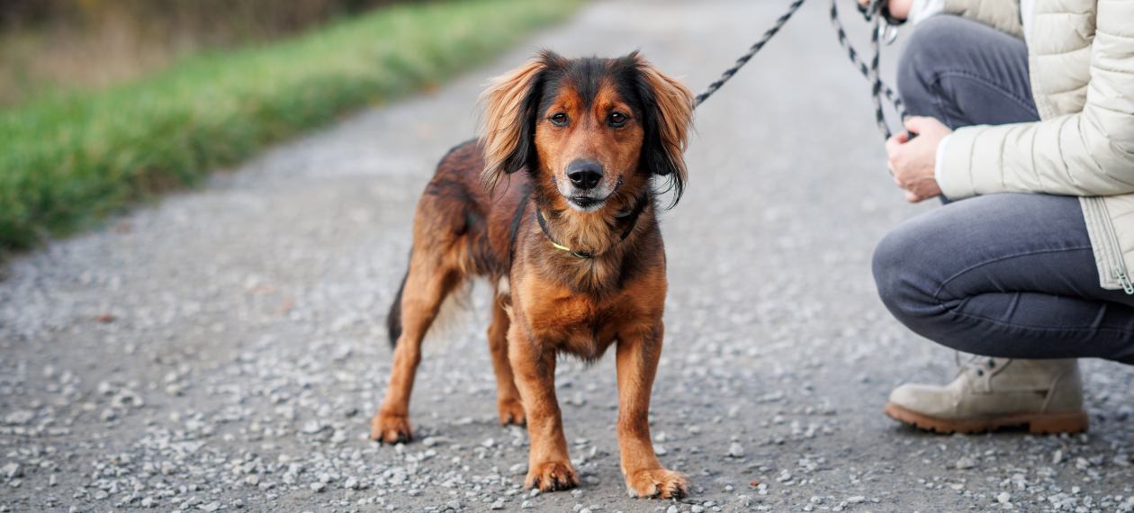 Owner with Brown Dog Walking on a Leash