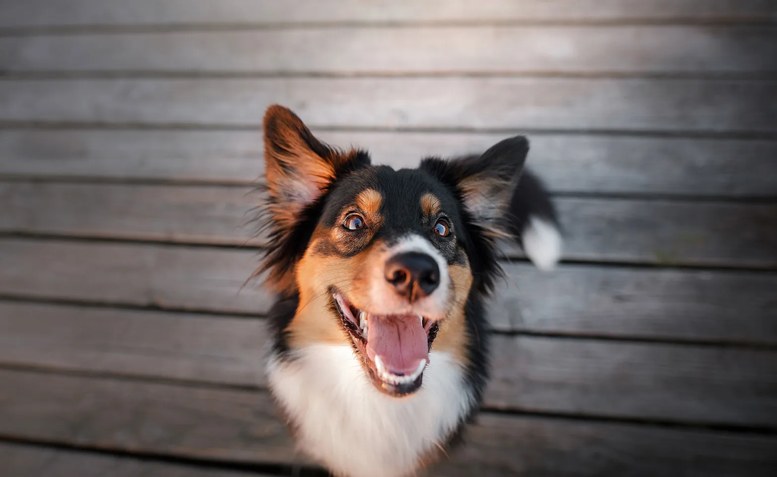 Dog looking up with mouth open