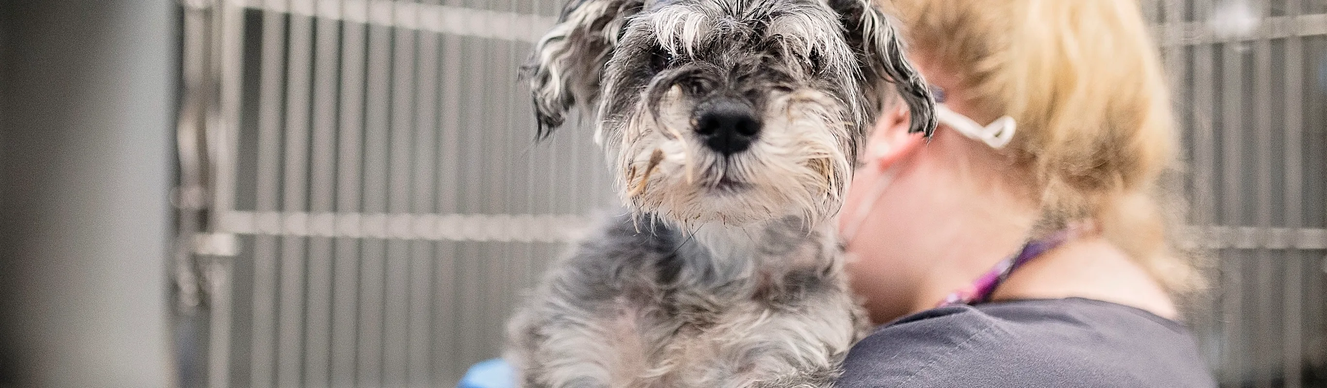 Small dog being held by staff. Small dog being held by staff.