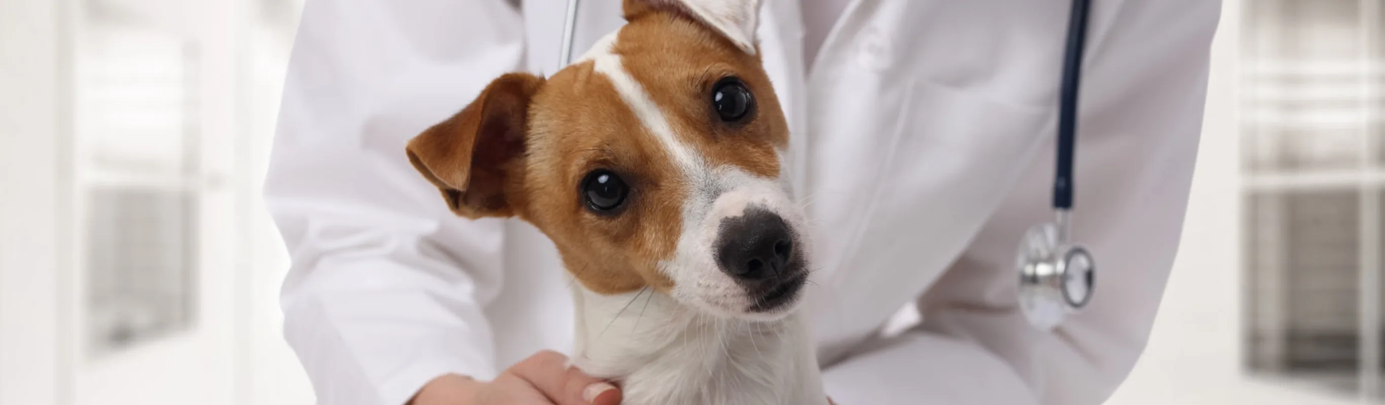 Woman Doctor holds Dog head tilt Woman Doctor holds Dog head tilt