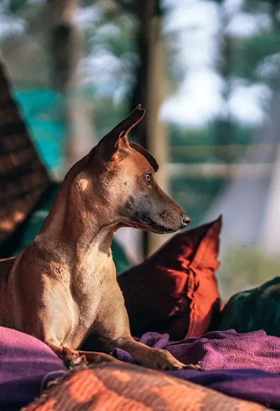 Short haired golden lab is laying down on a bed of colorful pillows inside a camping site. Short haired golden lab is laying down on a bed of colorful pillows inside a camping site.