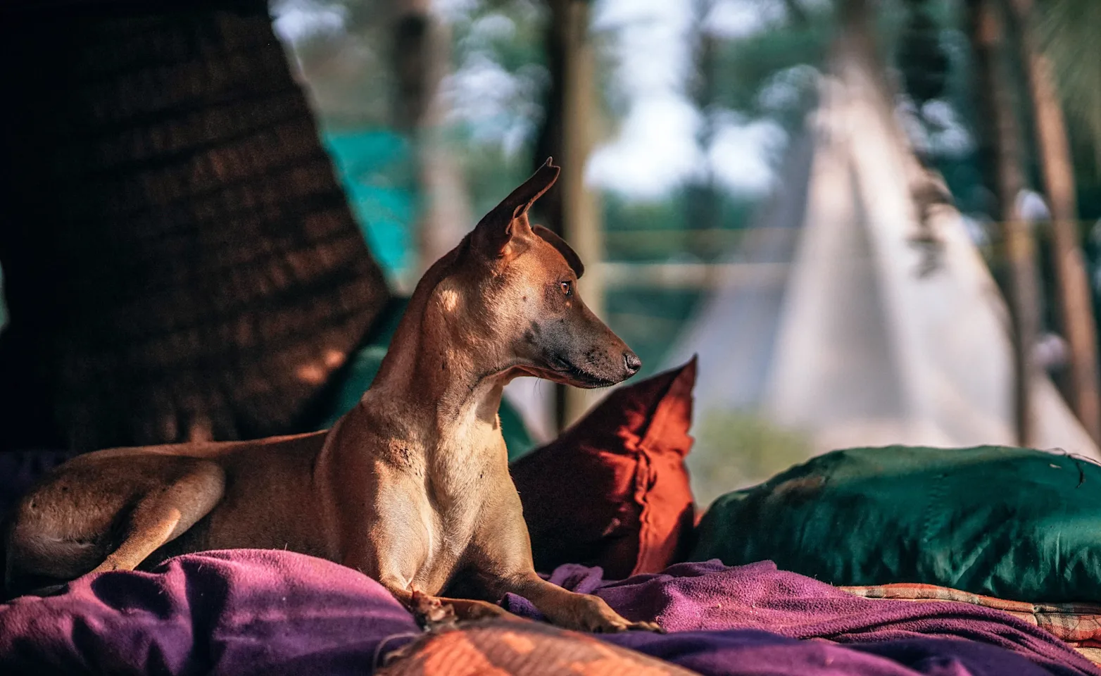 Short haired golden lab is laying down on a bed of colorful pillows inside a camping site.