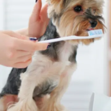 Small Dog Getting its Teeth Brushed Small Dog Getting its Teeth Brushed