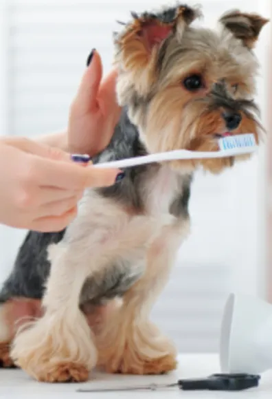 Small Dog Getting its Teeth Brushed