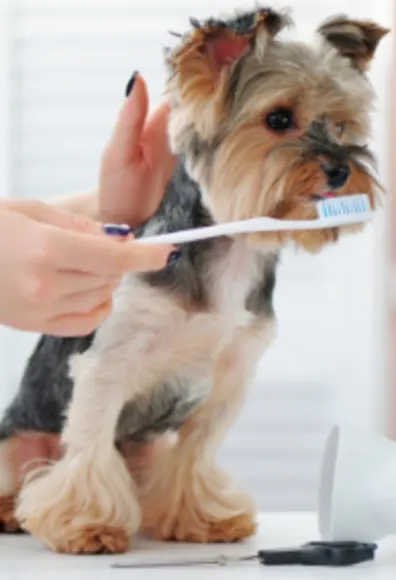 Small Dog Getting its Teeth Brushed Small Dog Getting its Teeth Brushed