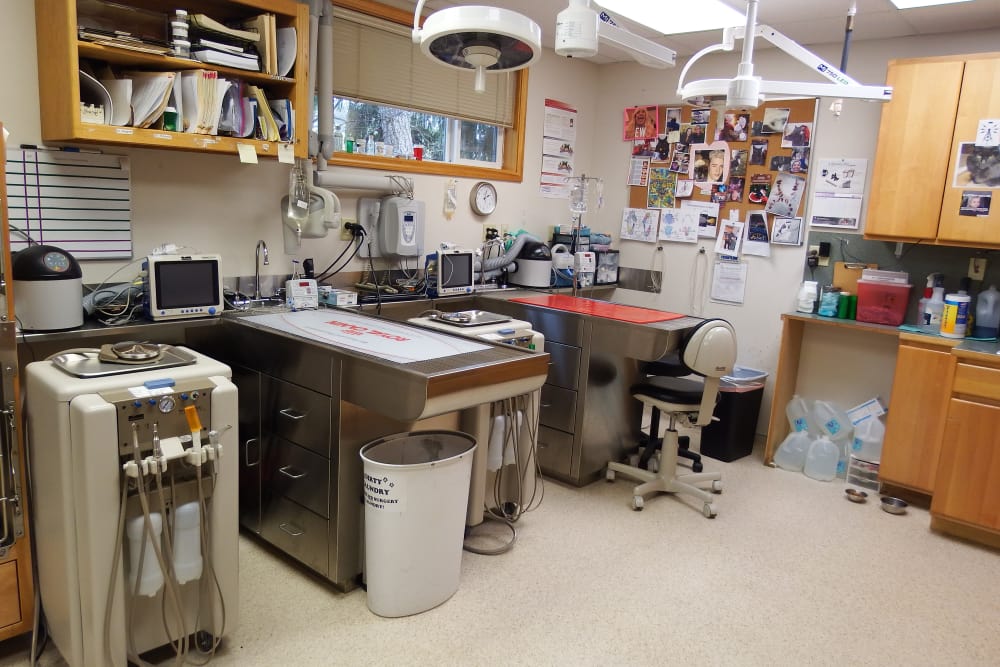 Angeles Clinic for Animals Treatment area and exam tables