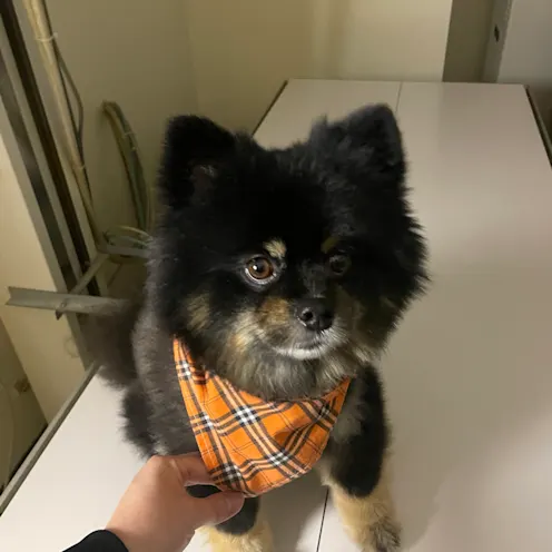 Dog with Orange Bandana at Ferry Farm Animal Clinic Dog with Orange Bandana at Ferry Farm Animal Clinic